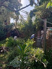 📍 Servicio de Desmalezado de Terreno en Saavedra – CABA, Buenos Aires - imagen 1