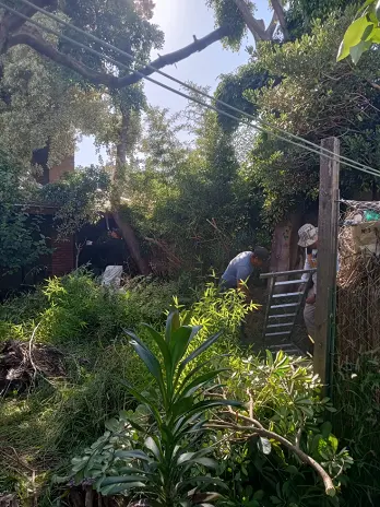 📍 Servicio de Desmalezado de Terreno en Saavedra – CABA, Buenos Aires - imagen 1