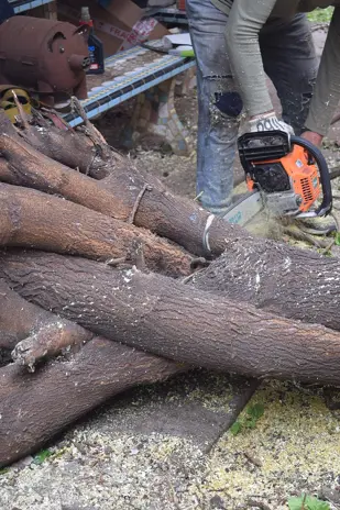 Poda y Corte de Moreras con Retiro de Ramas en Ballester, San Martín - imagen 7