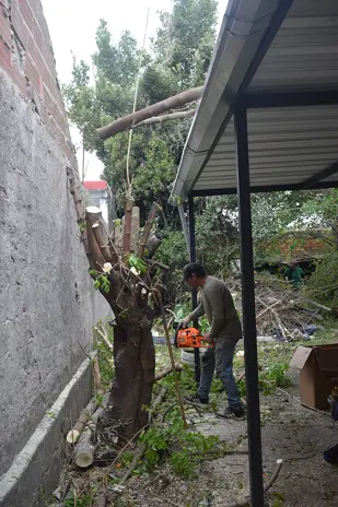 Poda y Corte de Moreras con Retiro de Ramas en Ballester, San Martín - imagen 10