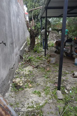 Poda y Corte de Moreras con Retiro de Ramas en Ballester, San Martín - imagen 11