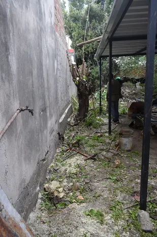 Poda y Corte de Moreras con Retiro de Ramas en Ballester, San Martín - imagen 12
