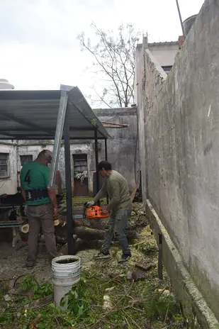 Poda y Corte de Moreras con Retiro de Ramas en Ballester, San Martín - imagen 13