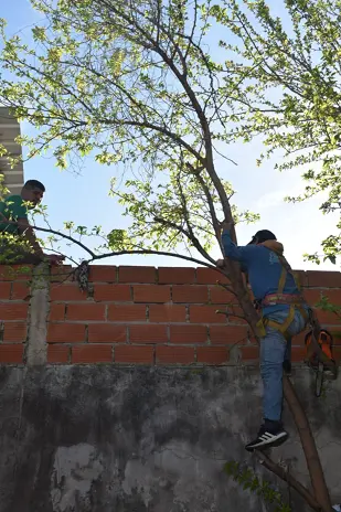 Poda y Corte de Moreras con Retiro de Ramas en Ballester, San Martín - imagen 14
