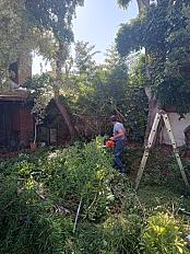 📍 Servicio de Desmalezado de Terreno en Saavedra – CABA, Buenos Aires - imagen 2