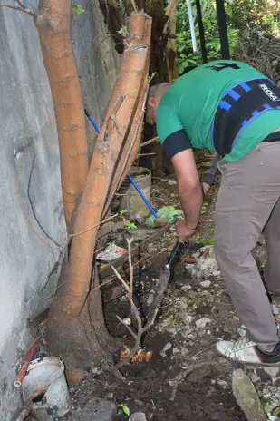 Poda y Corte de Moreras con Retiro de Ramas en Ballester, San Martín - imagen 17