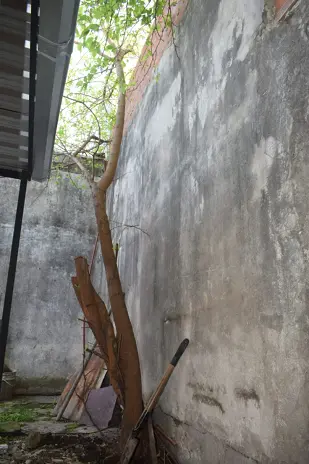 Poda y Corte de Moreras con Retiro de Ramas en Ballester, San Martín - imagen 19
