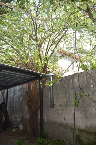 Poda y Corte de Moreras con Retiro de Ramas en Ballester, San Martín - imagen 20