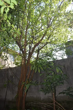 Poda y Corte de Moreras con Retiro de Ramas en Ballester, San Martín - imagen 21