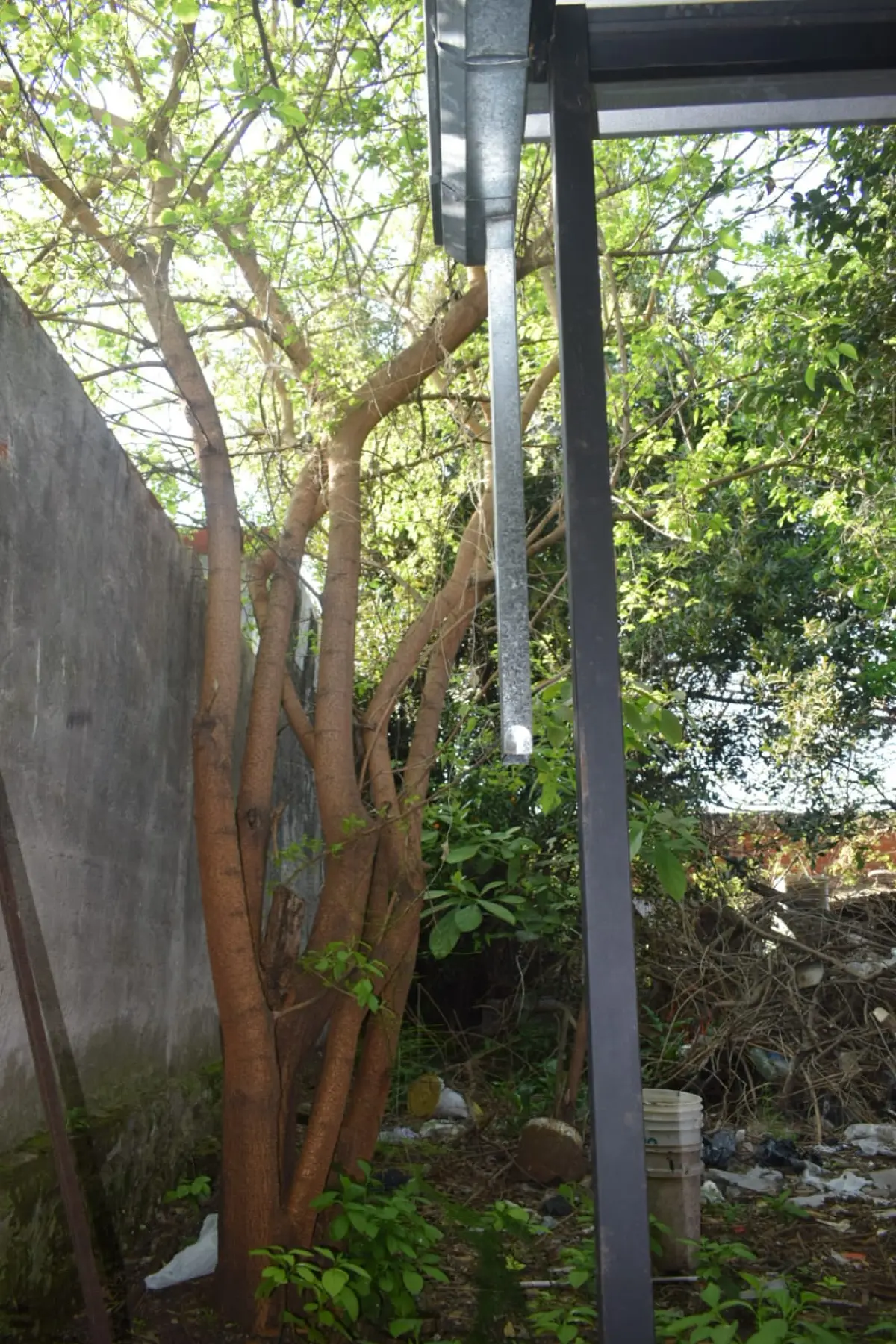 Poda y Corte de Moreras con Retiro de Ramas en Ballester, San Martín