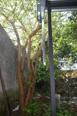 Poda y Corte de Moreras con Retiro de Ramas en Ballester, San Martín