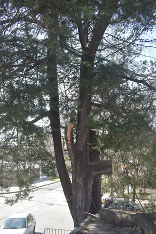 Poda de Altura y Retiro de Ramas Peligrosas en Boulogne, San Isidro - imagen 1