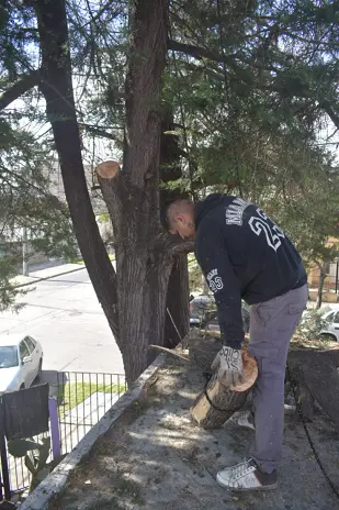 Poda de Altura y Retiro de Ramas Peligrosas en Boulogne, San Isidro - imagen 3