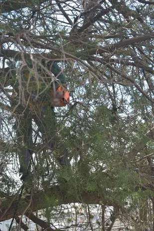 Poda de Altura y Retiro de Ramas Peligrosas en Boulogne, San Isidro - imagen 8
