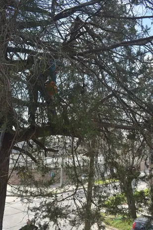 Poda de Altura y Retiro de Ramas Peligrosas en Boulogne, San Isidro - imagen 9