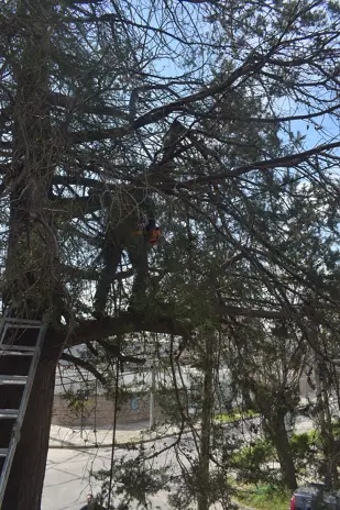 Poda de Altura y Retiro de Ramas Peligrosas en Boulogne, San Isidro - imagen 10