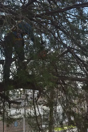 Poda de Altura y Retiro de Ramas Peligrosas en Boulogne, San Isidro - imagen 11