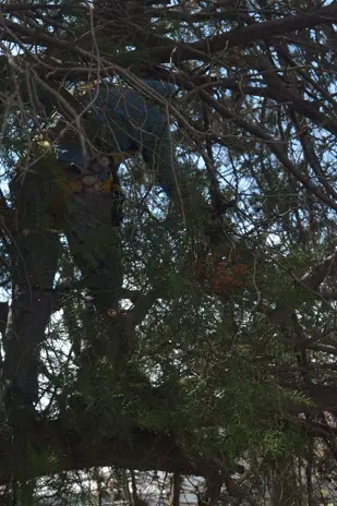 Poda de Altura y Retiro de Ramas Peligrosas en Boulogne, San Isidro - imagen 13