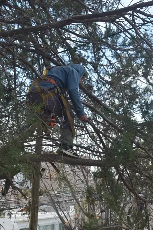 Poda de Altura y Retiro de Ramas Peligrosas en Boulogne, San Isidro - imagen 14