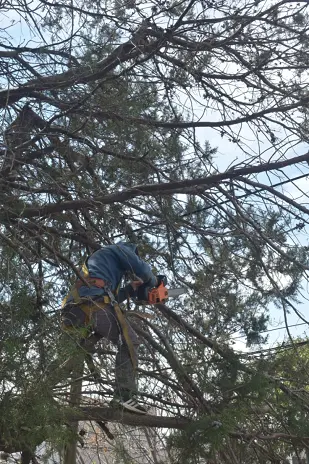 Poda de Altura y Retiro de Ramas Peligrosas en Boulogne, San Isidro - imagen 16