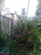 📍 Servicio de Desmalezado de Terreno en Saavedra – CABA, Buenos Aires - imagen 4