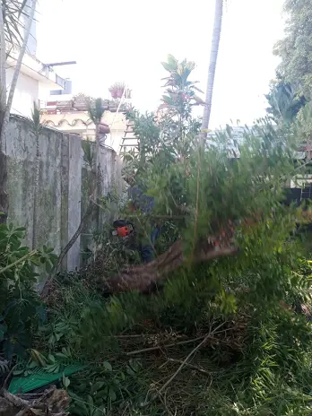 📍 Servicio de Desmalezado de Terreno en Saavedra – CABA, Buenos Aires - imagen 7