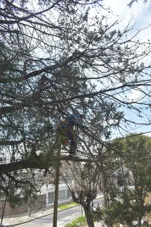 Poda de Altura y Retiro de Ramas Peligrosas en Boulogne, San Isidro - imagen 17