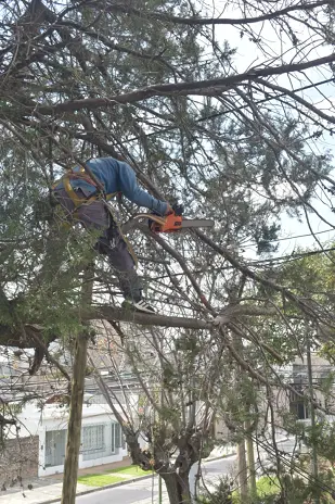 Poda de Altura y Retiro de Ramas Peligrosas en Boulogne, San Isidro - imagen 18