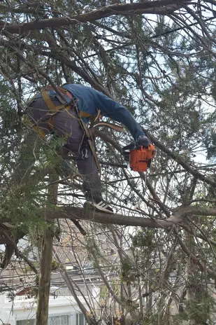 Poda de Altura y Retiro de Ramas Peligrosas en Boulogne, San Isidro - imagen 19