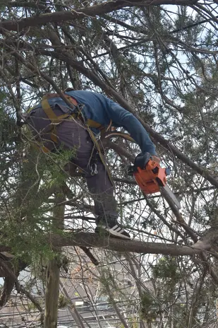 Poda de Altura y Retiro de Ramas Peligrosas en Boulogne, San Isidro - imagen 20