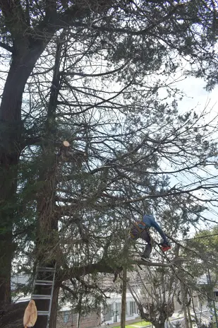 Poda de Altura y Retiro de Ramas Peligrosas en Boulogne, San Isidro - imagen 21