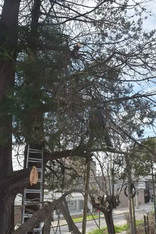 Poda de Altura y Retiro de Ramas Peligrosas en Boulogne, San Isidro - imagen 22