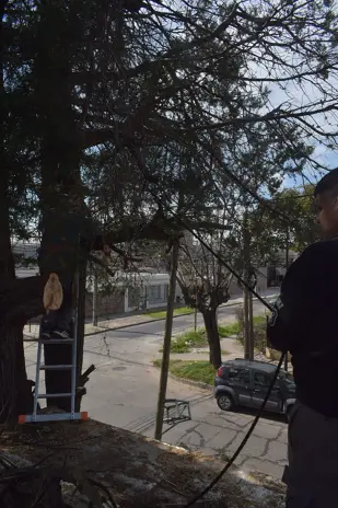 Poda de Altura y Retiro de Ramas Peligrosas en Boulogne, San Isidro - imagen 23