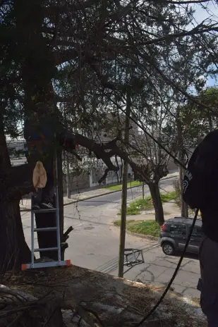 Poda de Altura y Retiro de Ramas Peligrosas en Boulogne, San Isidro - imagen 24