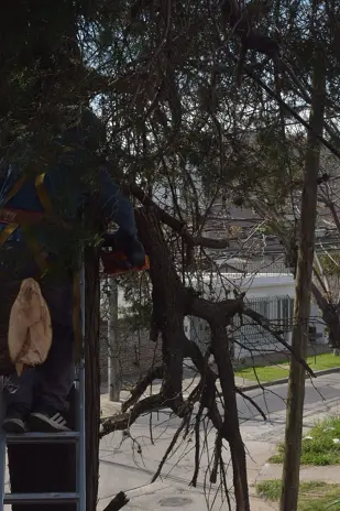 Poda de Altura y Retiro de Ramas Peligrosas en Boulogne, San Isidro - imagen 25