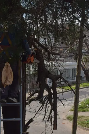 Poda de Altura y Retiro de Ramas Peligrosas en Boulogne, San Isidro - imagen 26