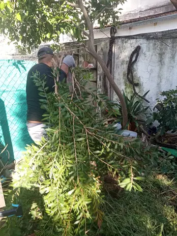 📍 Servicio de Desmalezado de Terreno en Saavedra – CABA, Buenos Aires - imagen 8