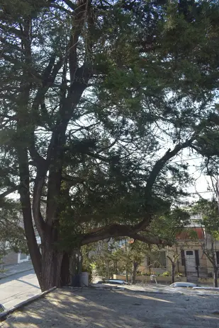 Poda de Altura y Retiro de Ramas Peligrosas en Boulogne, San Isidro - imagen 27
