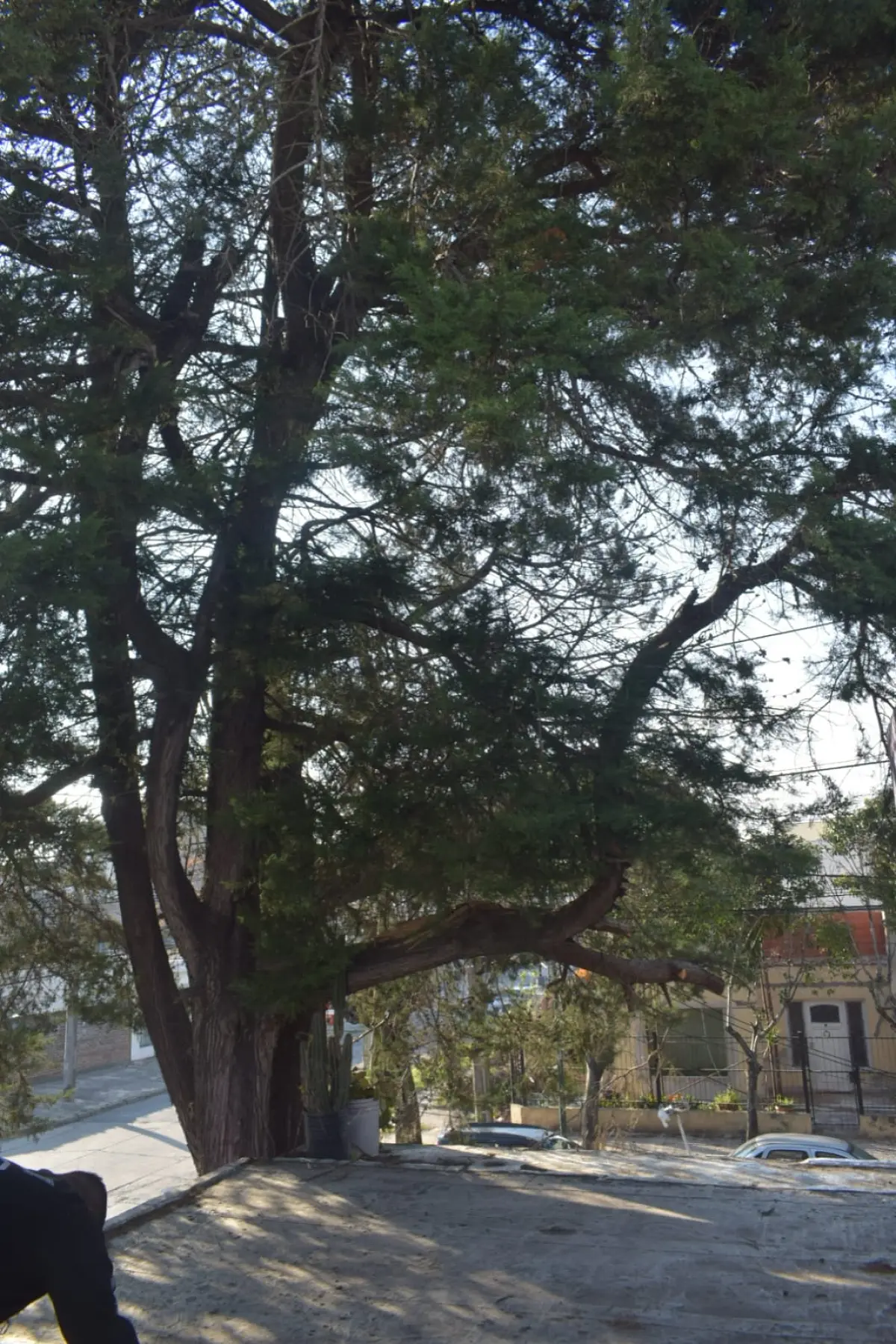Poda de Altura y Retiro de Ramas Peligrosas en Boulogne, San Isidro