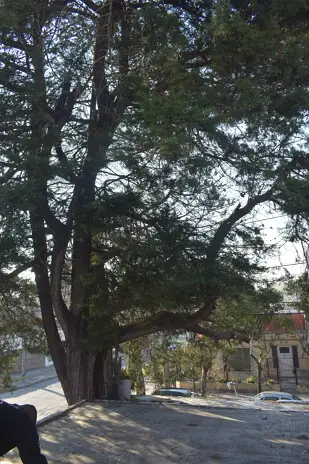 Poda de Altura y Retiro de Ramas Peligrosas en Boulogne, San Isidro