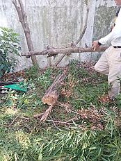 📍 Servicio de Desmalezado de Terreno en Saavedra – CABA, Buenos Aires - imagen 6