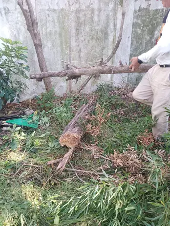 📍 Servicio de Desmalezado de Terreno en Saavedra – CABA, Buenos Aires - imagen 9
