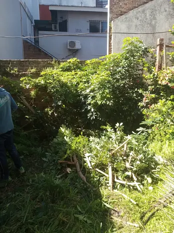 Desmalezado de Patio en Saavedra, CABA - imagen 1