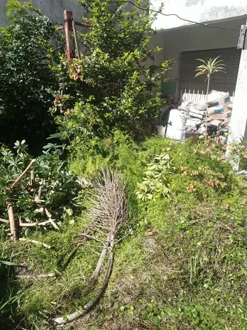 Desmalezado de Patio en Saavedra, CABA - imagen 2