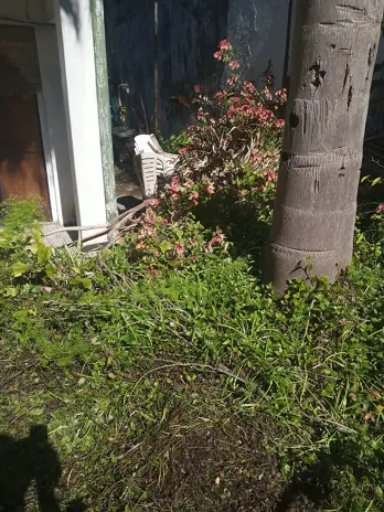 Desmalezado de Patio en Saavedra, CABA - imagen 7