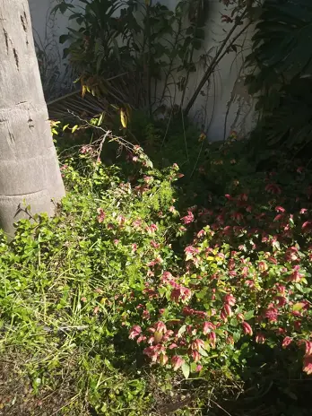 Desmalezado de Patio en Saavedra, CABA - imagen 8