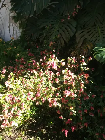 Desmalezado de Patio en Saavedra, CABA - imagen 9