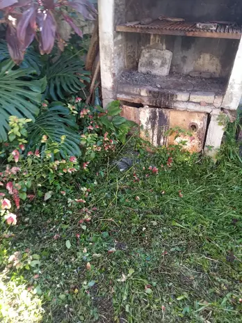 Desmalezado de Patio en Saavedra, CABA - imagen 10