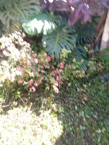 Desmalezado de Patio en Saavedra, CABA - imagen 11