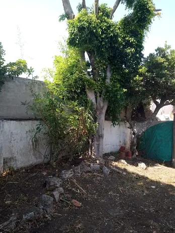 📍 Servicio de Desmalezado de Terreno en Saavedra – CABA, Buenos Aires - imagen 13